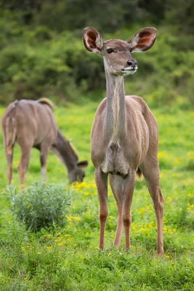 Herd Common Impala Aepyceros Melampus Wandering Grazing Nature — Stok fotoğraf