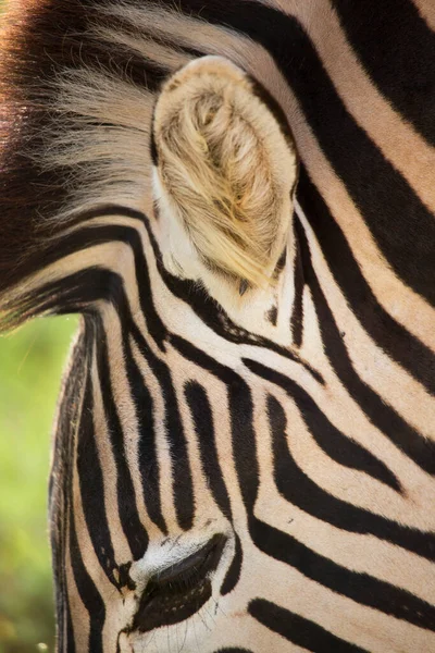 Closeup Cape Mountain Zebra Equus Zebra Zebra Standing Open Desert — Foto de Stock