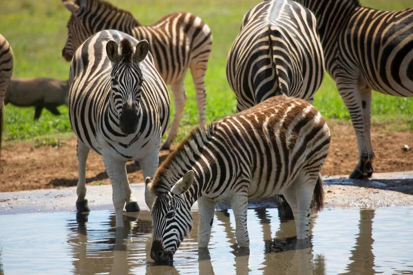 Hegyi Zebra Equus Zebra Álló Legelő Nyílt Füves Területen Táj — Stock Fotó
