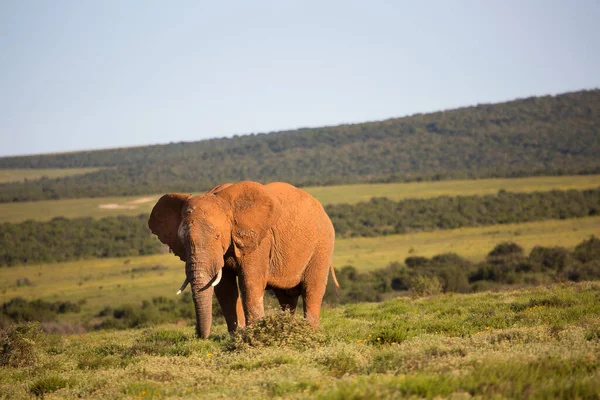 Solitary African Savanna Elephant Grazing Open Plains Grass Fields — Stock Photo, Image