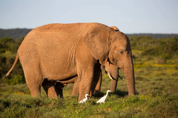 Family Herd African Savanna Elephant Grazing Grass Field Yellow Wild — Stock Photo, Image