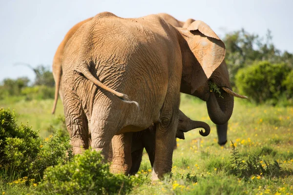 Family Herd African Savanna Elephant Grazing Grass Field Yellow Wild — Stock Photo, Image