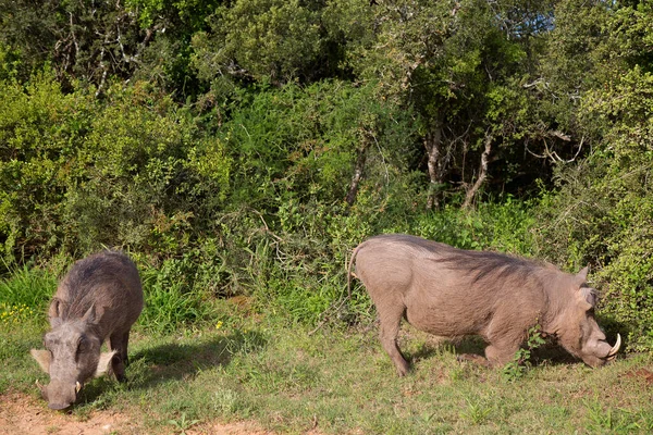 Common Warthog View Nature — Fotografia de Stock