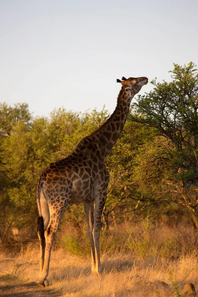 Південноафриканський Або Мис Жирафа Йде Через Відкриті Рівнини Трав Яне — стокове фото
