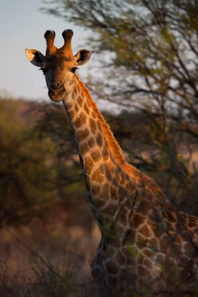 South African Cape Giraffe Walking Open Plains Grass Field Forest — Foto de Stock