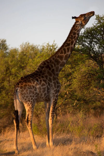 South African Cape Giraffe Walking Open Plains Grass Field Forest — Photo