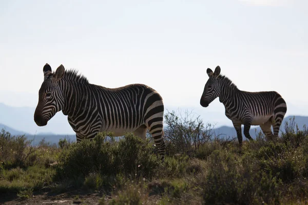 Гора Зебра Equus Zebra Стоять Пасти Открытом Травяном Ландшафте — стоковое фото