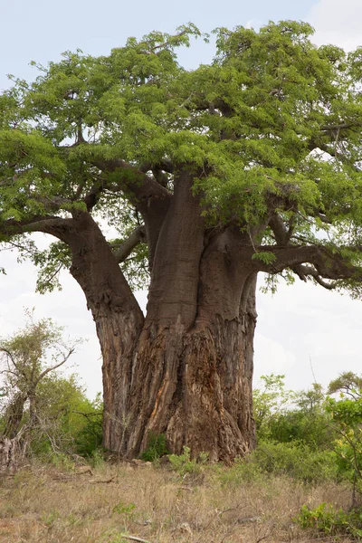 Mavi gökyüzünün altında büyük bir Baobab ağacı olan Afrika manzarası 