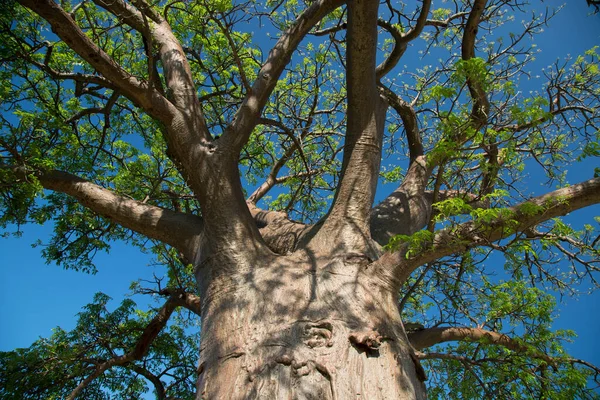 African landscape with big Baobab tree under a blue sky