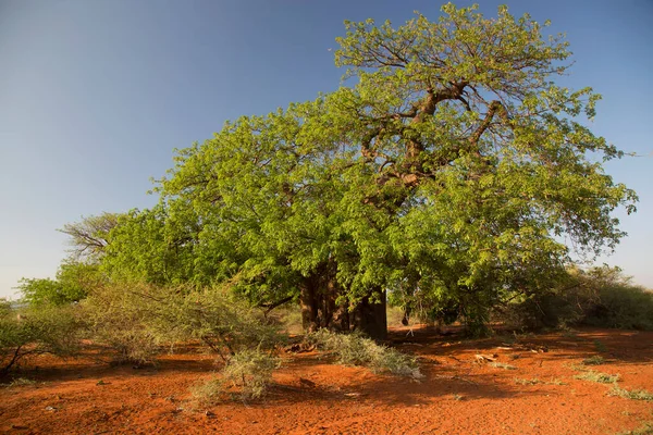 Mavi gökyüzünün altında büyük bir Baobab ağacı olan Afrika manzarası 