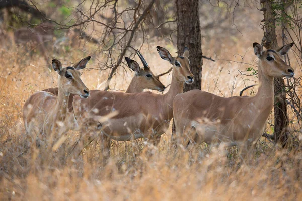 Herd Common Impala Aepyceros Melampus Wandering Grazing Tall Dry Grass — Zdjęcie stockowe