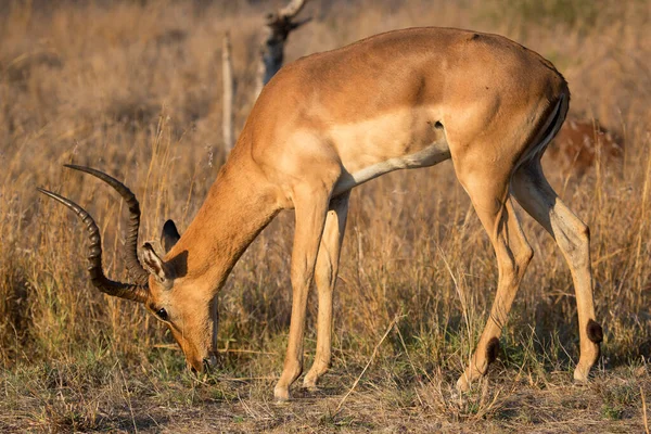 Close Macho Comum Impala Aepyceros Melampus Campo Grama Perto Bosques — Fotografia de Stock