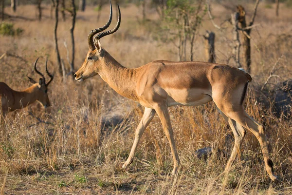 Erkek İmpala, Aepyceros melampus 'a yakın, ormanlık ve çalılıkların yanındaki çim tarlasında duruyor.
