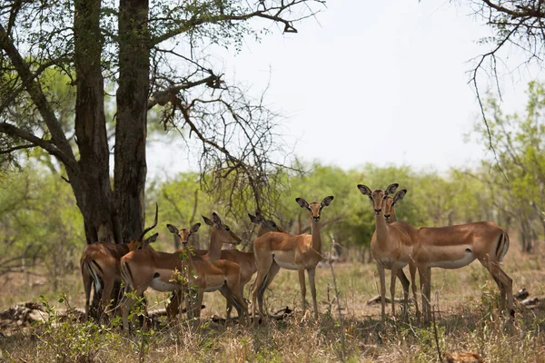Herd Common Impala Aepyceros Melampus Wandering Grazing Tall Dry Grass — 图库照片
