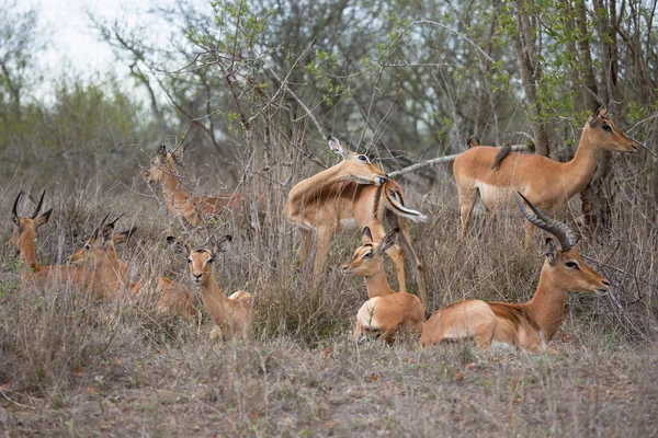 Herd Common Impala Aepyceros Melampus Wandering Grazing Tall Dry Grass — Zdjęcie stockowe