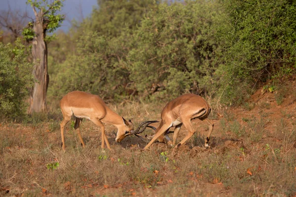 Dos Machos Luchando Por Dominación Impala Común Aepyceros Melampus Estableciendo — Foto de Stock