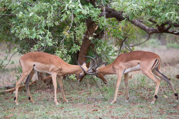 Two Males Fighting Dominance Common Impala Aepyceros Melampus Establishing Territories — 图库照片