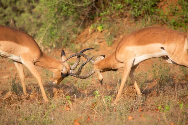 Two Males Fighting Dominance Common Impala Aepyceros Melampus Establishing Territories — Fotografia de Stock