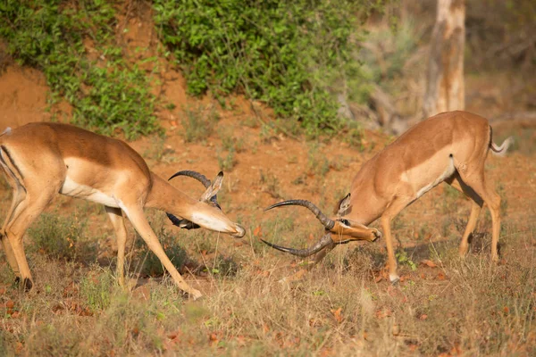 Two Males Fighting Dominance Common Impala Aepyceros Melampus Establishing Territories — ストック写真