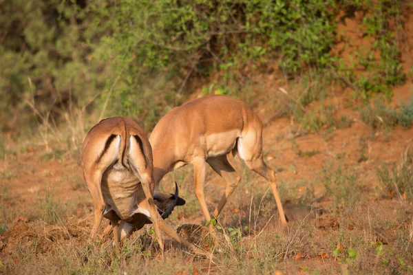 Two Males Fighting Dominance Common Impala Aepyceros Melampus Establishing Territories — 스톡 사진