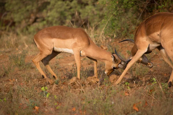 Twee Mannetjes Vechten Voor Dominantie Gewone Impala Aepyceros Melampus Het — Stockfoto