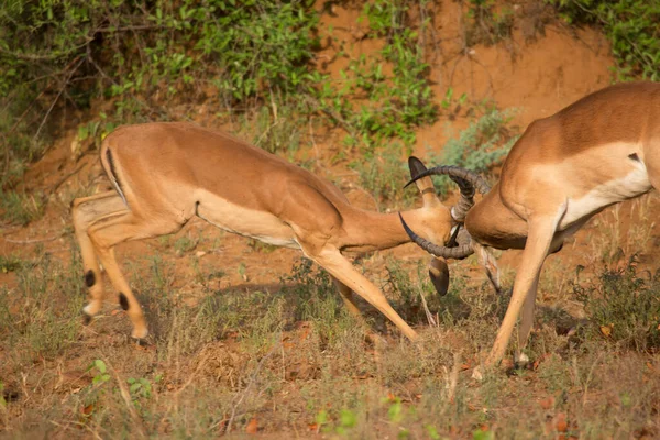 Two Males Fighting Dominance Common Impala Aepyceros Melampus Establishing Territories — ストック写真