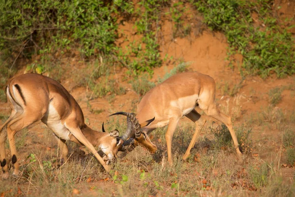 Two Males Fighting Dominance Common Impala Aepyceros Melampus Establishing Territories — Stock Photo, Image