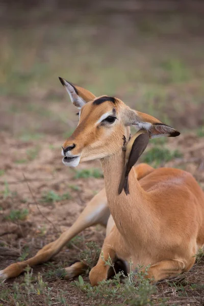 Female Common Impala Aepyceros Melampus Yellow Billed Oxpecker Buphagus Africanus — Stok fotoğraf