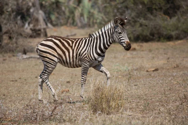 Közelkép Fej Síkságok Zebra Equus Quagga Különböző Szögekben — Stock Fotó