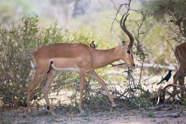 Großaufnahme Eines Männlichen Impalas Aepyceros Melampus Der Der Nähe Eines — Stockfoto