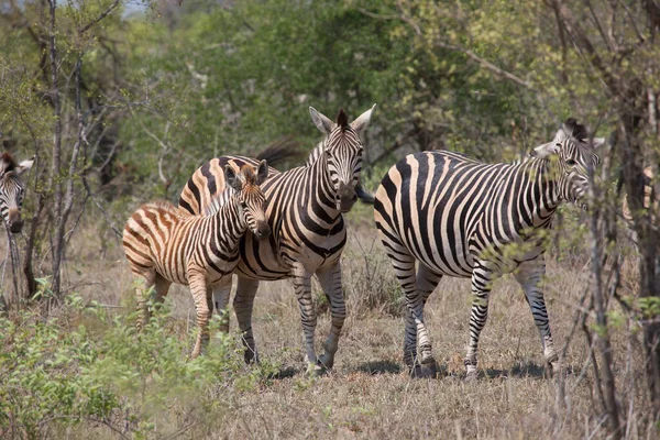 Zebra Delle Pianure Equus Quagga Passeggiate Sulla Savana Boschi Aperti — Foto Stock