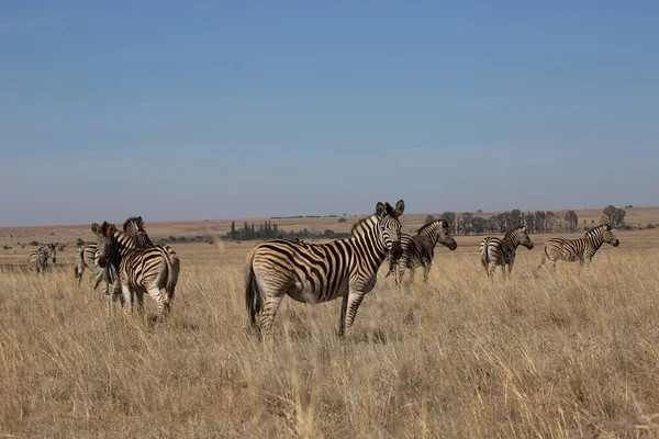 Plains Zebra Equus Quagga Walking Savanna Open Woodlands — Foto de Stock