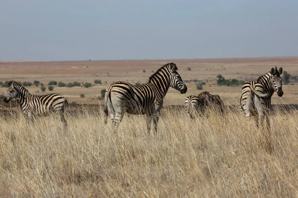 Slättland Zebra Equus Quagga Promenader Savannen Och Öppna Skogar — Stockfoto