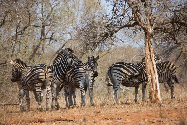 Planícies Zebra Equus Quagga Caminhando Sobre Savana Bosques Abertos — Fotografia de Stock