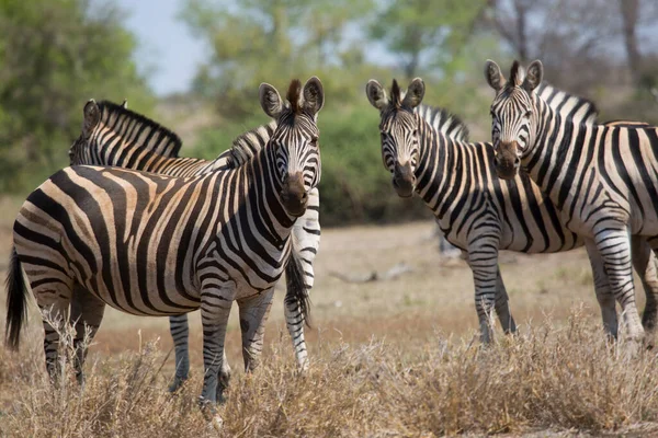 Plains Zebra Equus Quagga Walking Savanna Open Woodlands — Foto de Stock