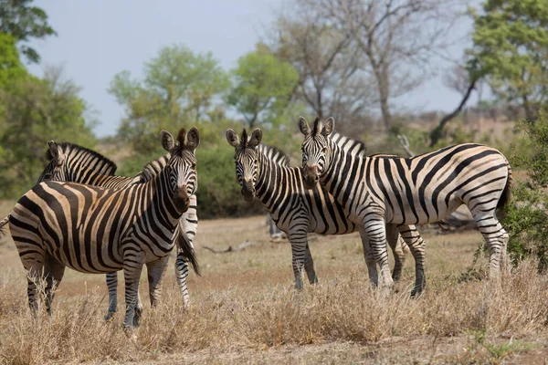 Planícies Zebra Equus Quagga Caminhando Sobre Savana Bosques Abertos — Fotografia de Stock