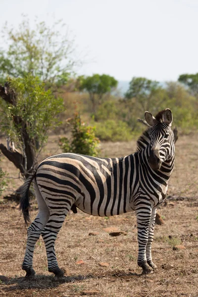 Primo Piano Testa Pianure Zebra Equus Quagga Diverse Angolazioni — Foto Stock