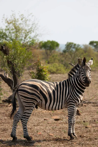 Detailní Hlava Pláně Zebra Equus Quagga Různých Úhlech — Stock fotografie