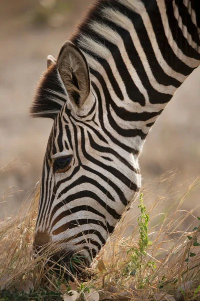 Closeup Head Plains Zebra Equus Quagga Different Angles — Stockfoto