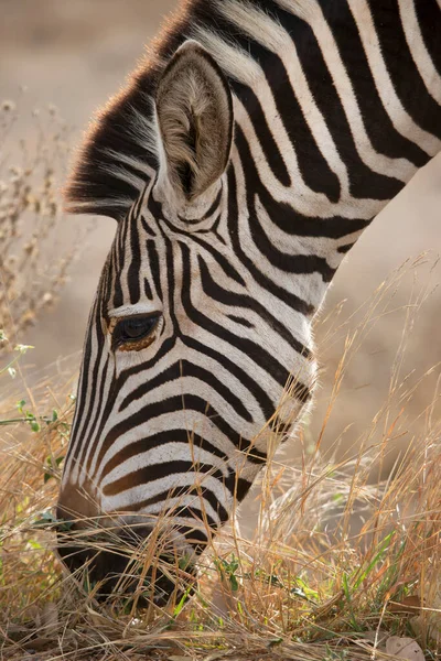 Closeup Head Plains Zebra Equus Quagga Different Angles — Stockfoto