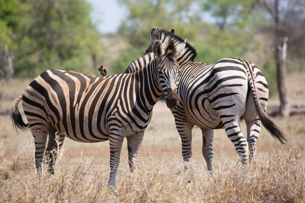 Plains zebra, Equus quagga, walking on the savanna and open woodlands