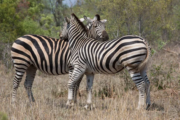 Plains Zebra Equus Quagga Walking Savanna Open Woodlands — Foto de Stock
