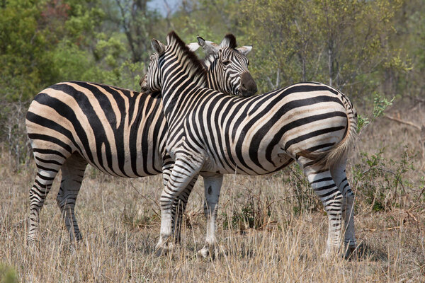Plains zebra, Equus quagga, walking on the savanna and open woodlands