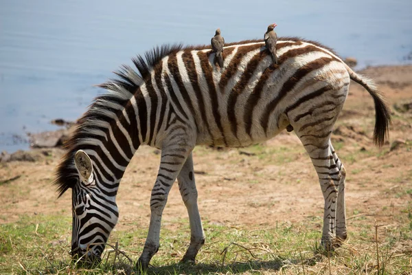 Closeup Head Plains Zebra Equus Quagga Different Angles — Stock Photo, Image