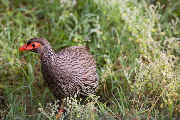 Cape Spurfowl Cape Francolin Pternistis Capensis Forages Wildflowers Chick Hidden — Stock Photo, Image