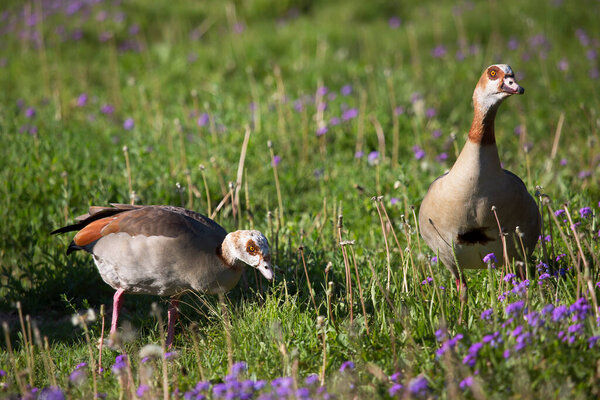 Cape spurfowl or Cape francolin, Pternistis capensis, forages among the wildflowers, chick hidden between the grass