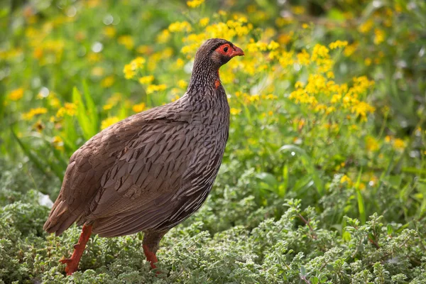 Cape Spurfowl Cape Francolin Pternistis Capensis Forages Wildflowers Chick Hidden — Stock Photo, Image