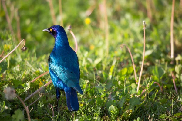 Cape or red-shouldered glossy-starling Lamprotornis nitens, standing on a grass field
