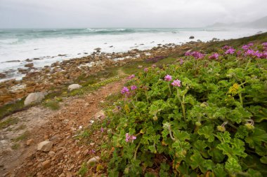 Çakıl taşları, kayalar, önlükler ve kır çiçekleriyle bozulmamış sahil.