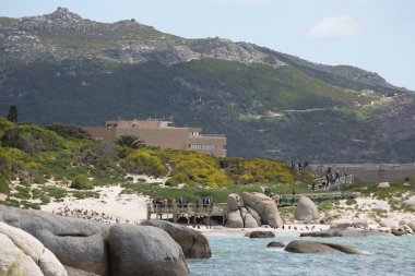 Betty 's Bay sahilindeki Afrikalı penguen kolonisi